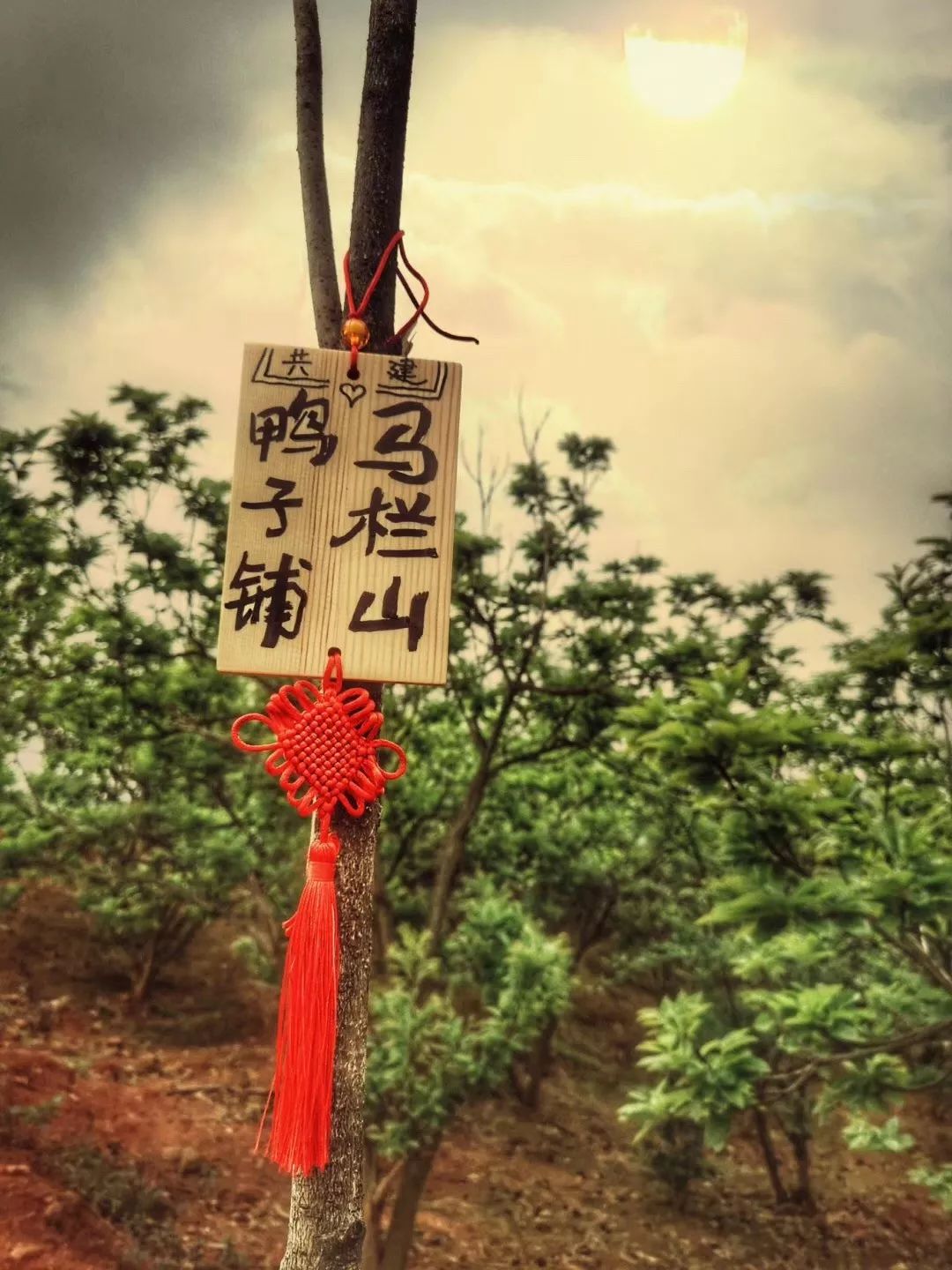 “携手植树护林 守护爱心阵地”