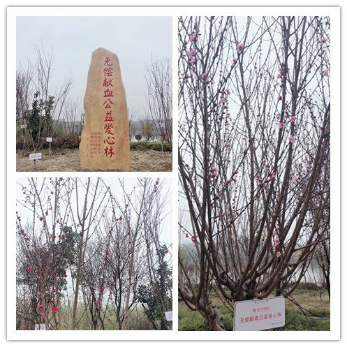 赣州市各市属及驻市大中专院校无偿献血志愿者齐聚无偿献血公益爱心林