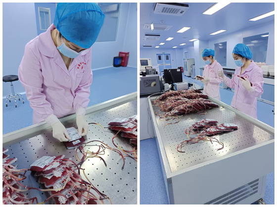 成分制备科：高温下筑牢临床用血安全防线