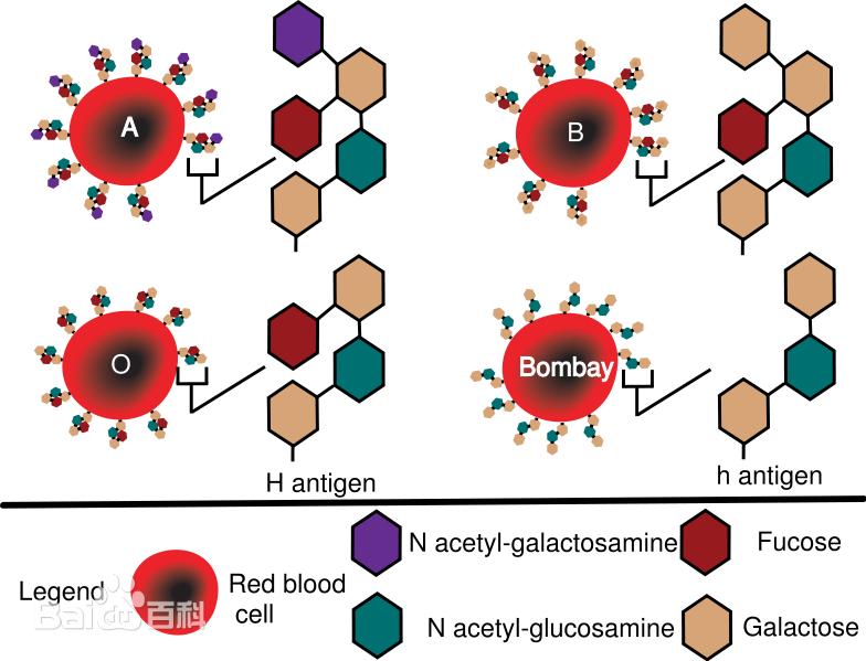 比“熊猫血”更为罕见的血型—“恐龙血”