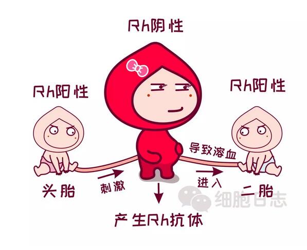 稀有血型之Rh型血，流淌在生命的边缘