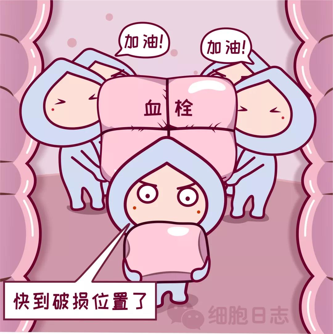 惊雷！血小板并不小，可它的功能很重要