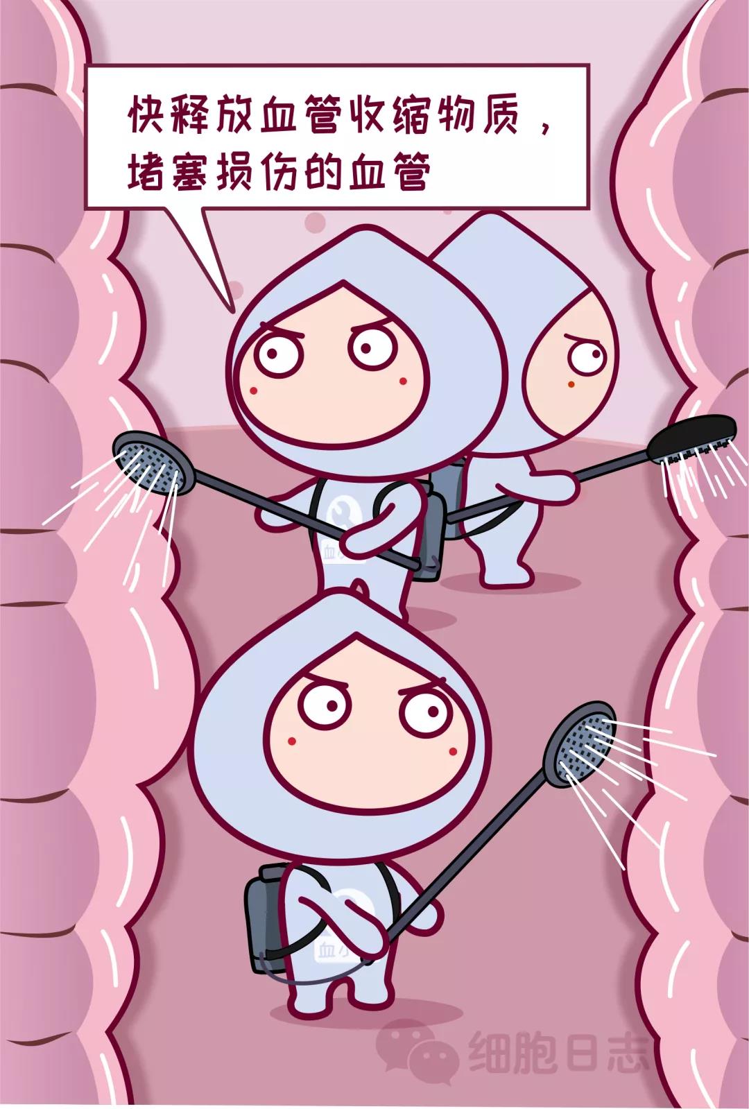 惊雷！血小板并不小，可它的功能很重要