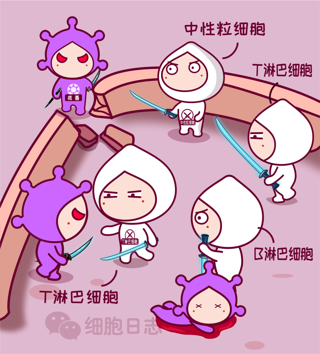 红细胞和白细胞是兄妹?