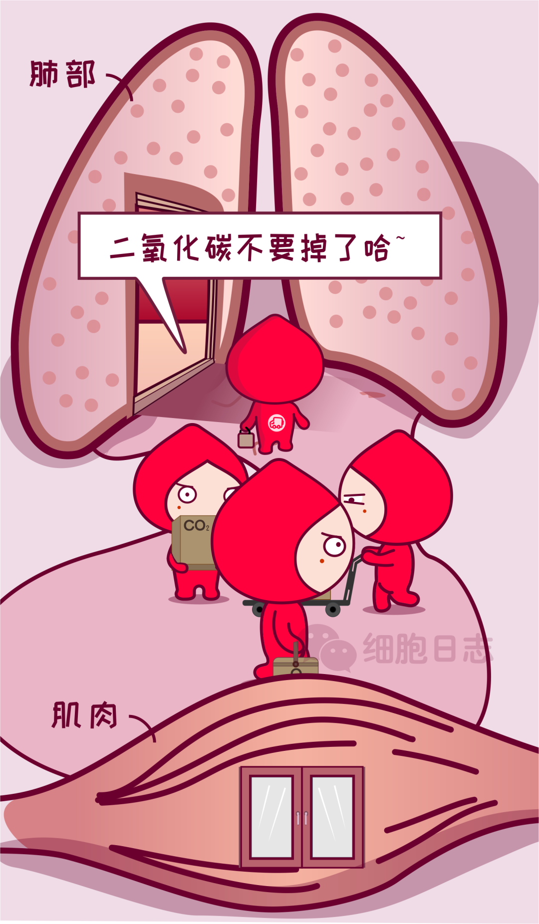 红细胞和白细胞是兄妹?