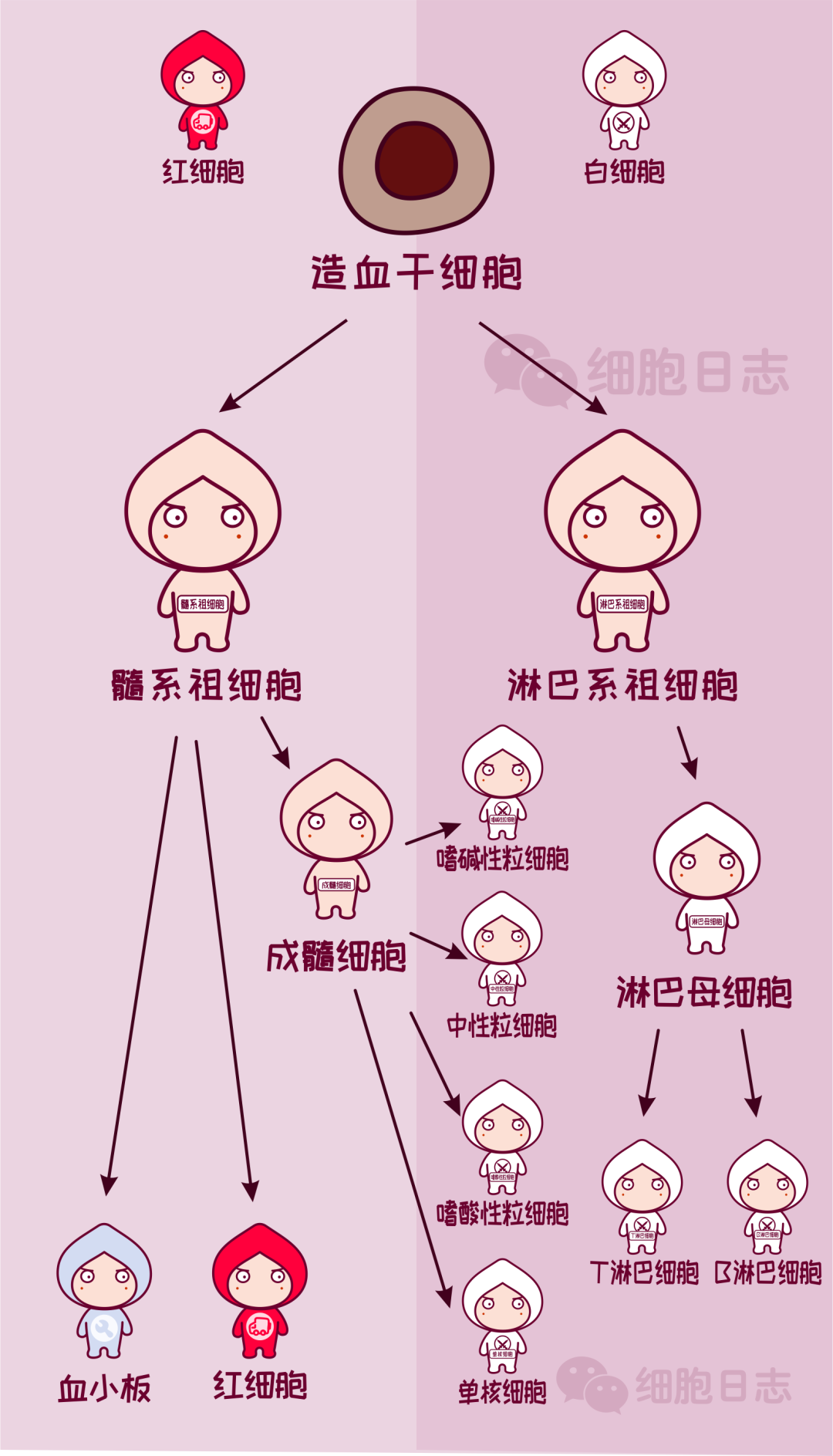红细胞和白细胞是兄妹?