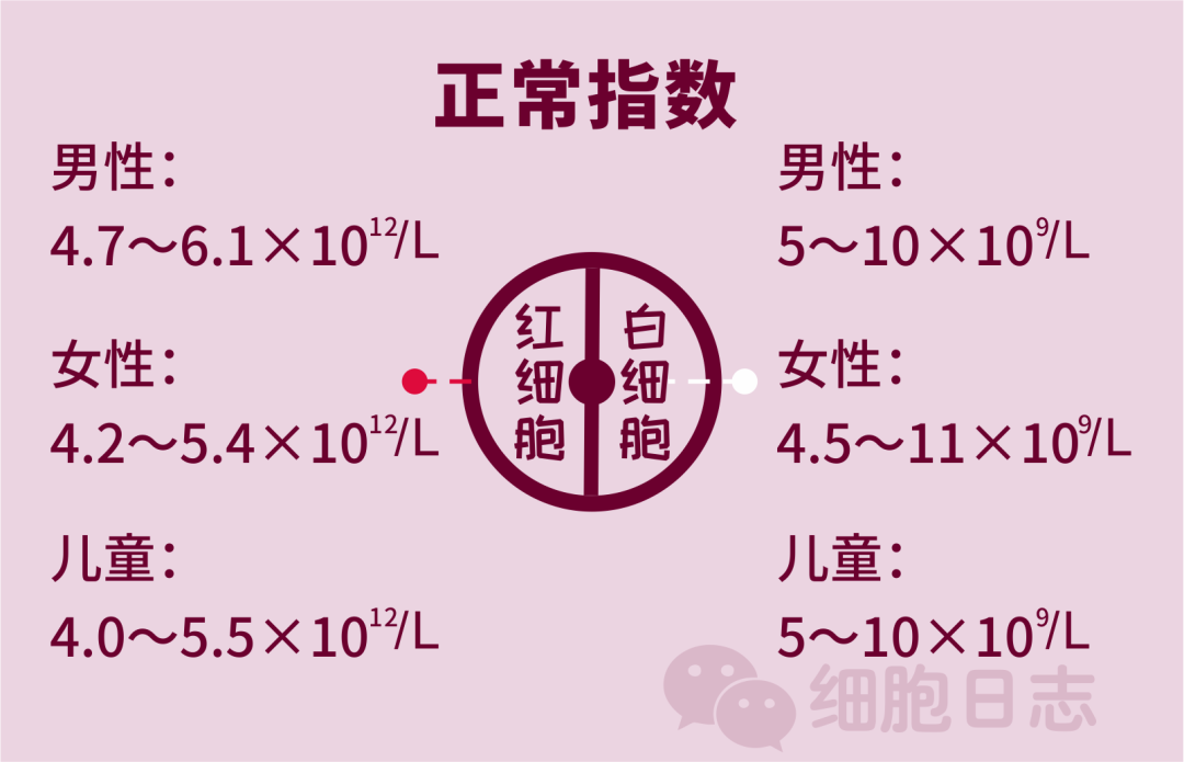 红细胞和白细胞是兄妹?