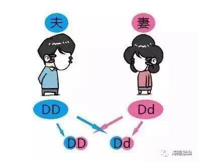 由O型血丈夫与A型血妻子，生出B型血宝宝所想到的……