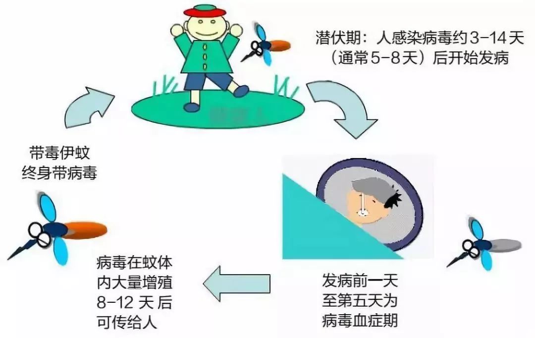 一场与蚊子的“战争”仍在继续……