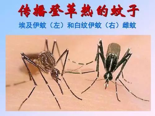 一场与蚊子的“战争”仍在继续……