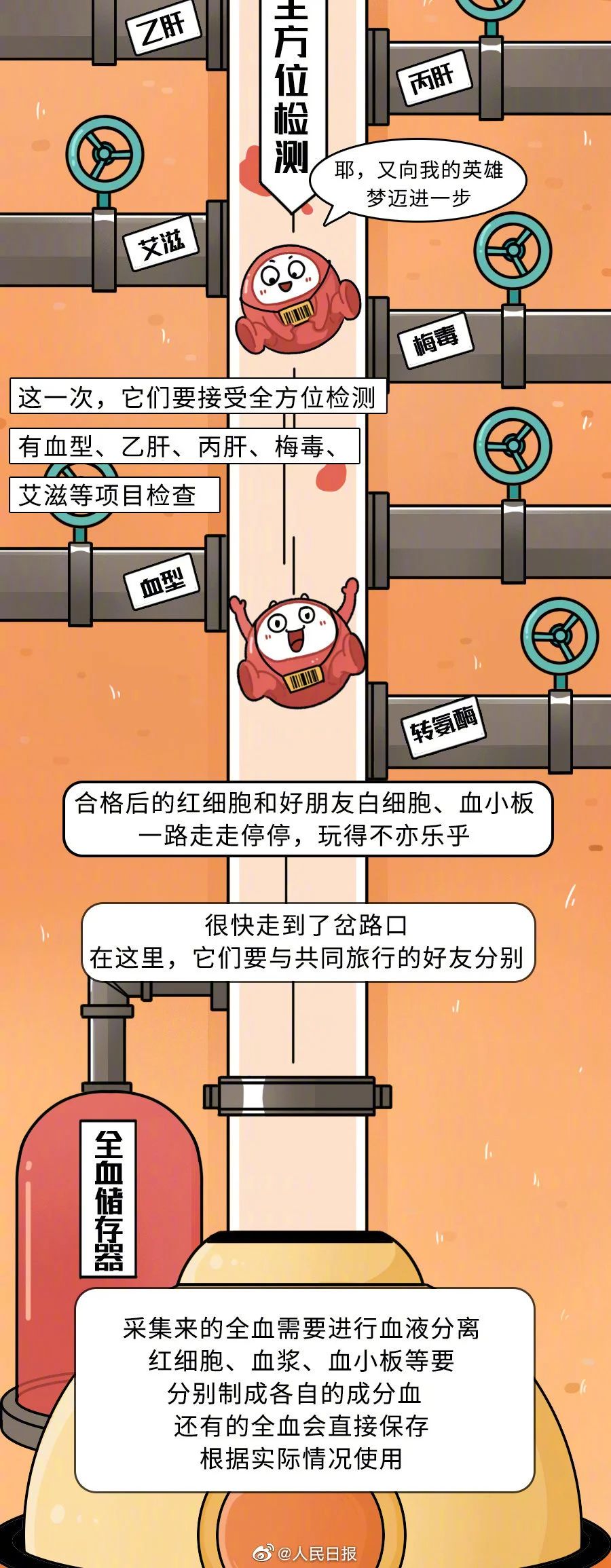 【献血科普】一文了解红细胞的奉献之旅↓↓↓