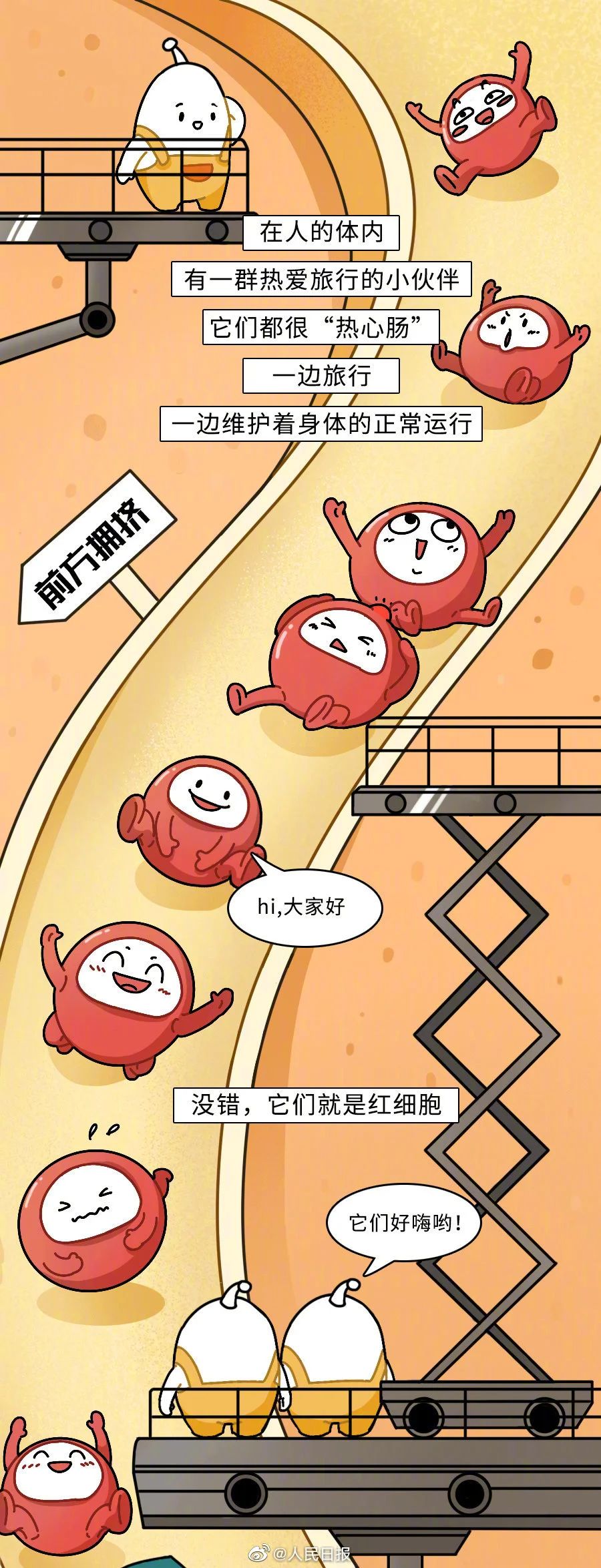 【献血科普】一文了解红细胞的奉献之旅↓↓↓
