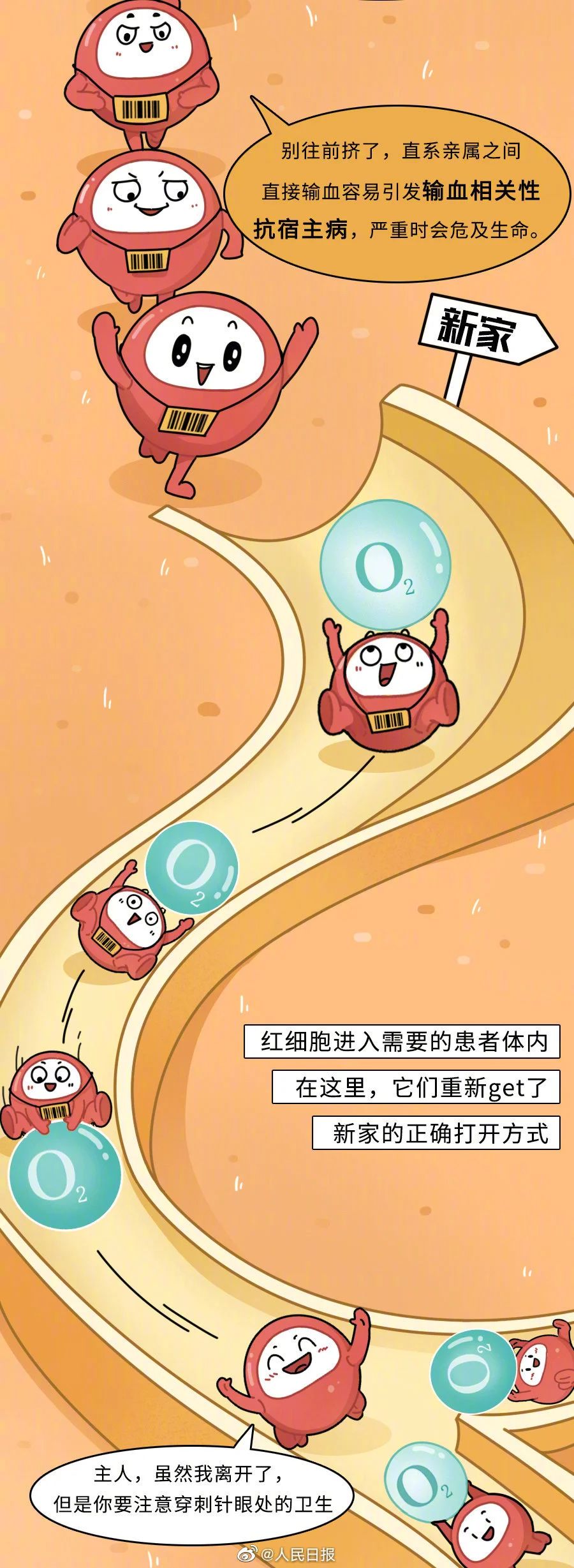 【献血科普】一文了解红细胞的奉献之旅↓↓↓