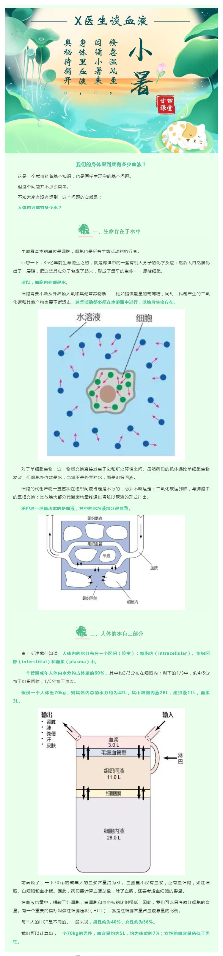 二十四节气之小暑：我们的身体里到底有多少血液？